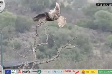 Valencia del Mombuey Kuş Besleyici