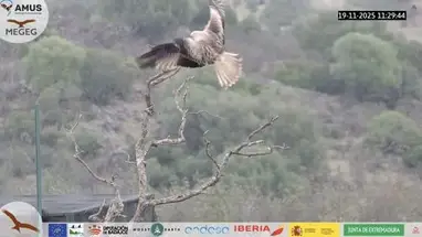 バレンシア デル モンブエイ鳥の餌台 ウェブカメラのライブストリーム