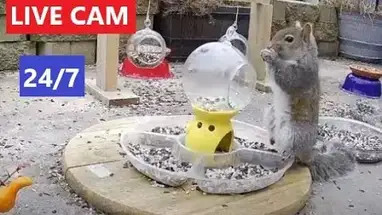 Веб-камера Кормушка для животных и птиц, Вернон Тауншип в реальном времени