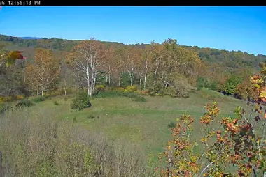 Vista da árvore do ninho de águia-de-cabeça-branca, Shepherdstown