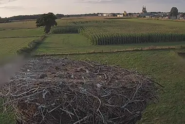 Webcam at the nest of storks in the village of Vriezenveen, Netherlands