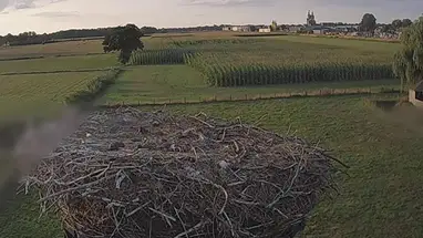 Gniazdo bocianów, wieś Vriezenveen kamera na żywo