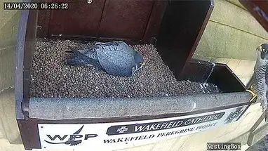 Nido de halcón, Wakefield cámara web en vivo