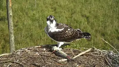 Nido de águila pescadora en Gales cámara web en vivo