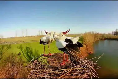 Storks nest, Wamel, Netherlands