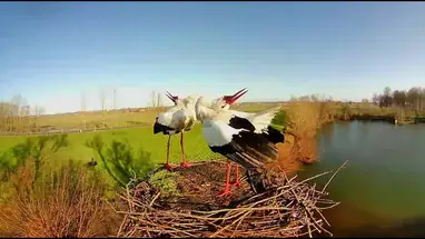 Gniazdo bocianów, Wamel, Holandia kamera na żywo
