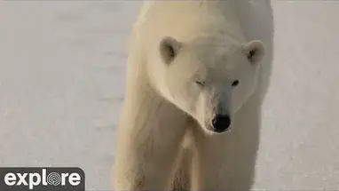 Polar Bear, Manitoba Live Cam