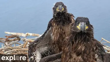 Bald Eagle's Nest, Santa Catalina Island Live Cam
