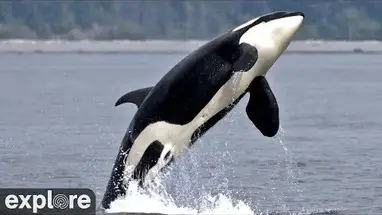 Rocher du lion de mer, île Parson, pointe Cracroft webcam en direct