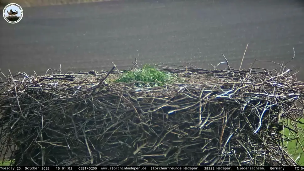 Live Webcam White Stork Nest, Hedeper