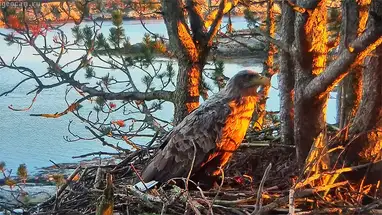 Seeadlernest, Insel Smola Online-Webcam