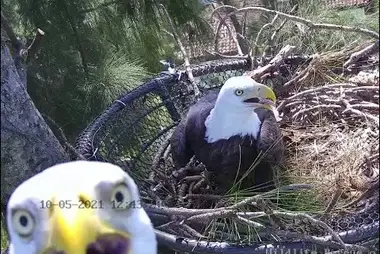 Wild Bald Eagle Nest, Florida