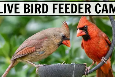 Bird Feeders Cam, Ohio