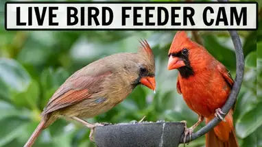 Karmniki dla ptaków, Ohio kamera na żywo