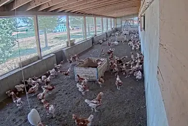 Lehnertz Chicken Farm, Rhineland-Palatinate