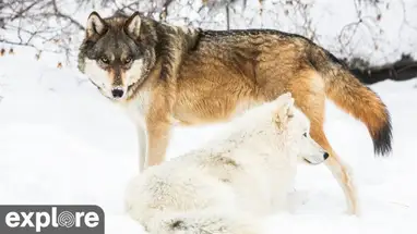 Centro Internacional del Lobo Norte, Parque de Brooklyn cámara web en vivo