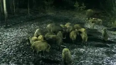 Woodcam kamera na żywo