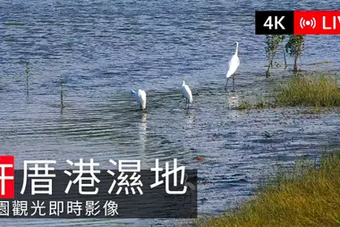 許厝港湿地