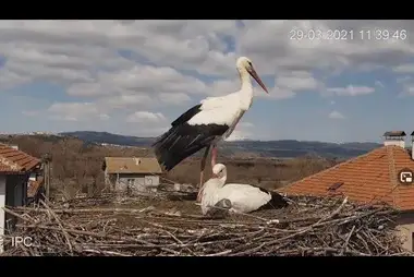 Storks nest, Dragushinovo village, Bulgaria