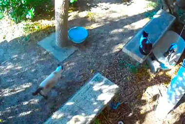 Île aux chats de Yushima, Kamiamakusa