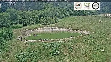 Santuario degli orsi della Libertà, Brasov webcam dal vivo