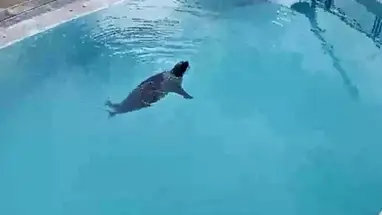 Seal Rehabilitation and Research Centre Live Cam