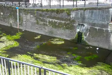 Rivière Zenpukuji au pont Ogikubo, Suginami