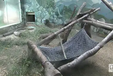 Panda, Zoo w Atlancie