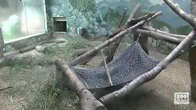 Panda, zoo d'Atlanta webcam en direct